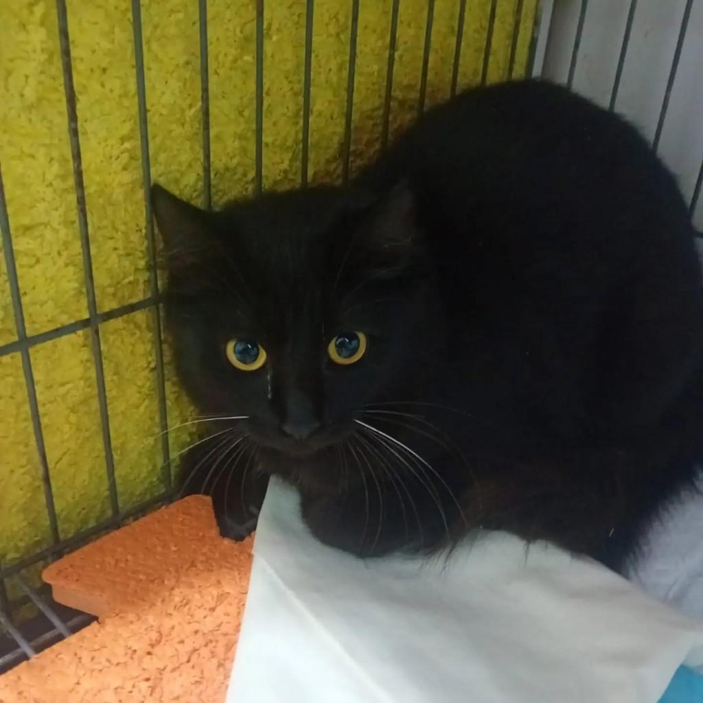 Dandara, gato de porte pequeno para adoção em Salvador - BA