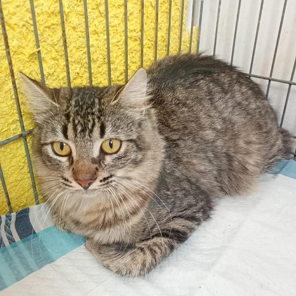 Melinda, gata de porte médio para adoção em Salvador - BA