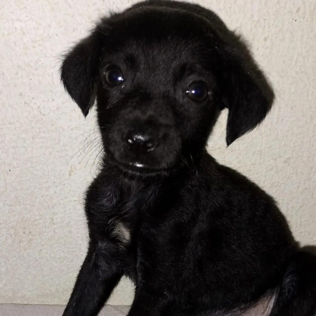 Bebezinha, cachorro para adoção em Salvador - BA