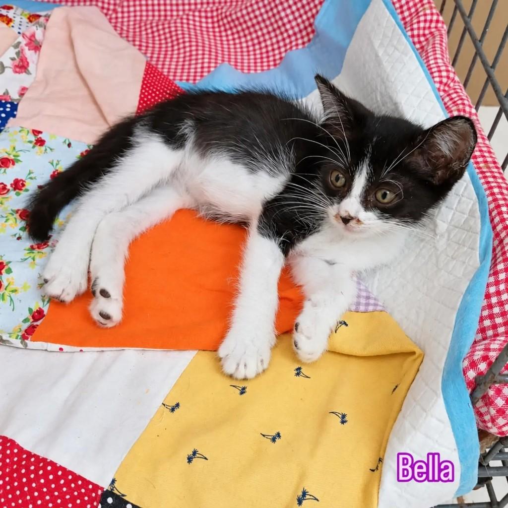 Bella, gata para adoção em Salvador - BA
