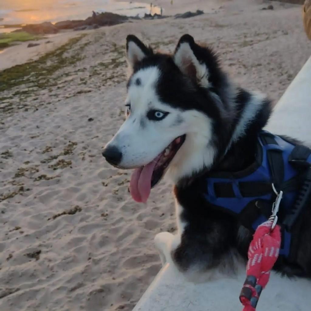 Naruto, cachorro de porte médio para adoção em Salvador - BA