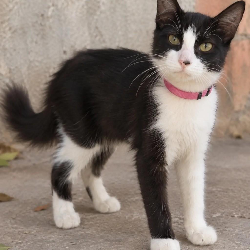 Manguinha, gata de porte médio para adoção em Salvador - BA