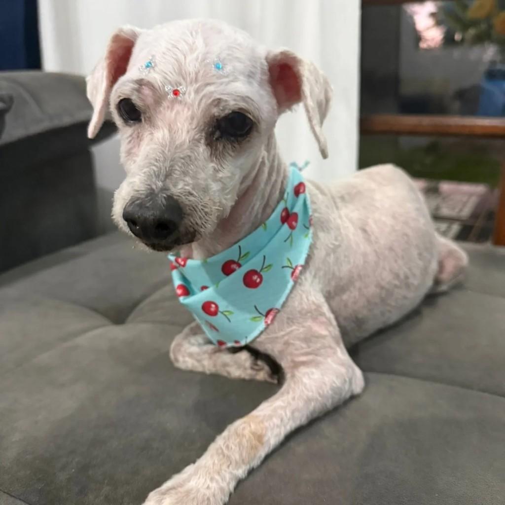 Cachorrinha, cadela de porte médio para adoção em Miraguaí - RS