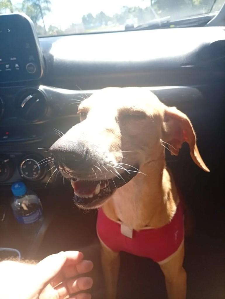 Bia, cachorro de porte pequeno para adoção em Humaitá - AM