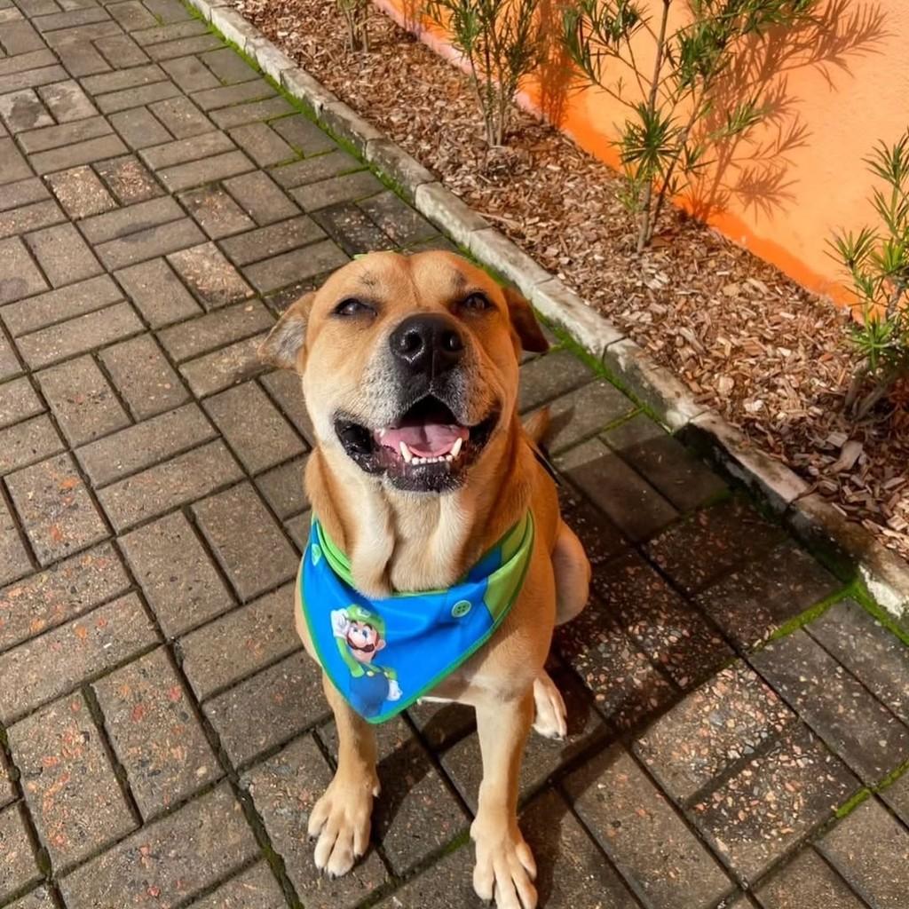 Caramelo, cachorro de porte grande para adoção em Joinville - SC