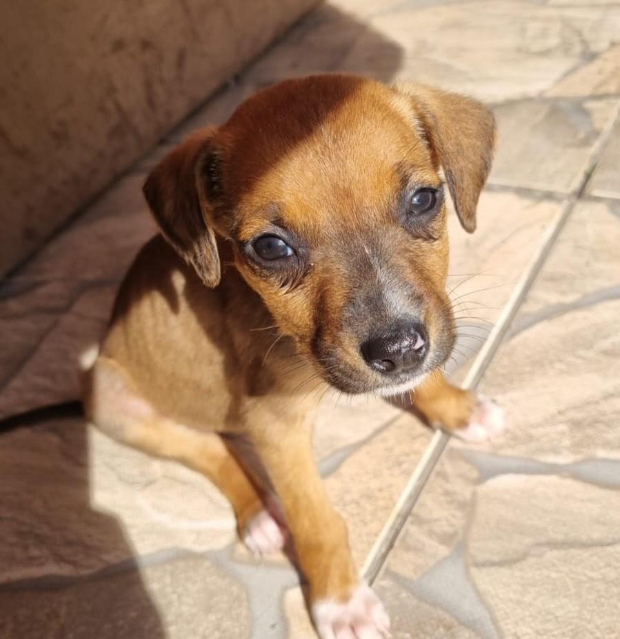 Melzinha, cachorro de porte médio para adoção em Joinville - SC