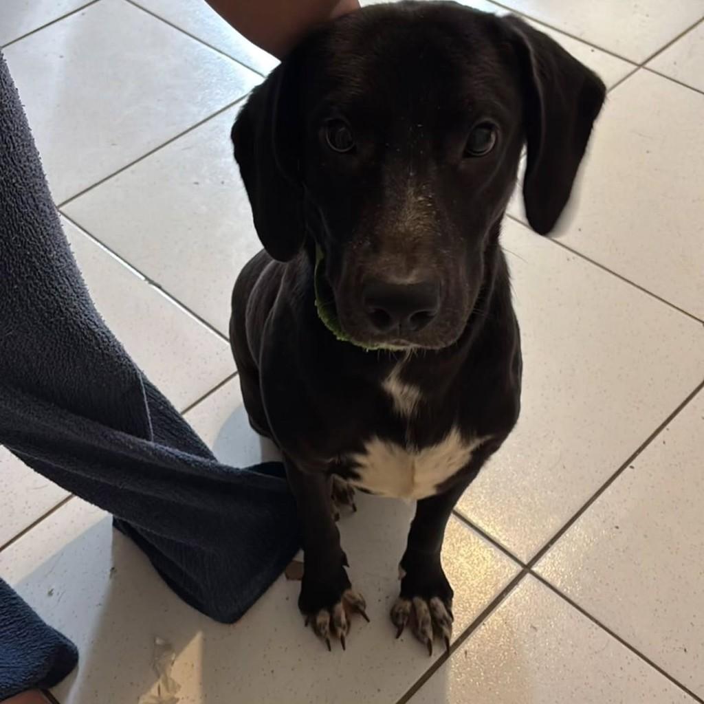 Max, cachorro de porte médio para adoção em Joinville - SC
