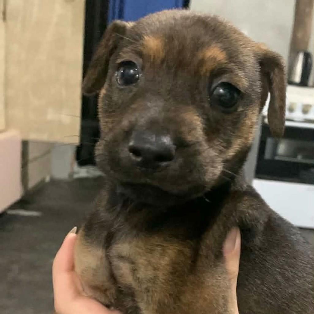 Torresmo, cachorro de porte pequeno para adoção em Joinville - SC