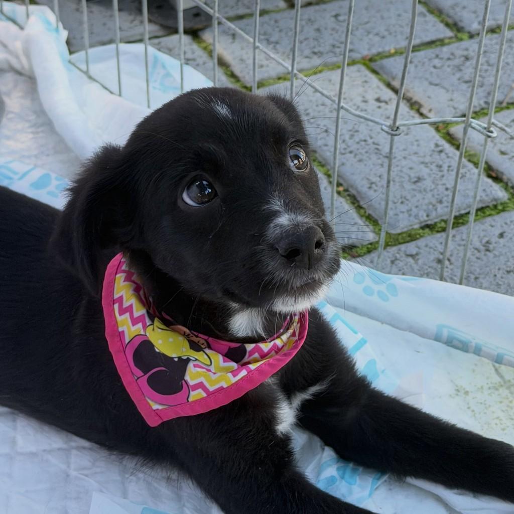 Menininha, cadela de porte médio para adoção em Joinville - SC