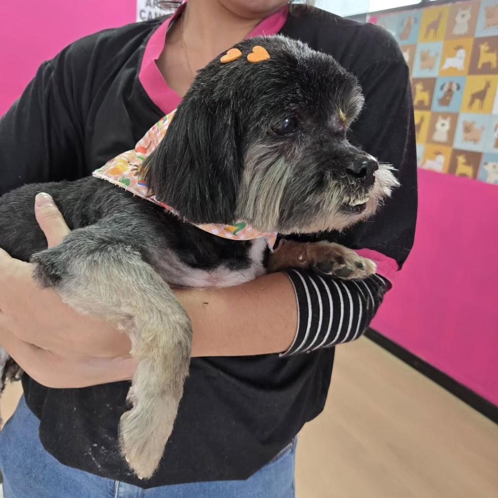 Theodoro, cachorro de porte pequeno para adoção em Joinville - SC