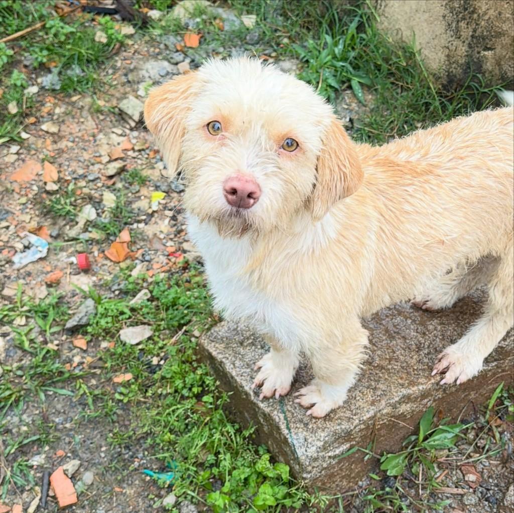 Princesa, cachorro de porte pequeno para adoção em Joinville - SC