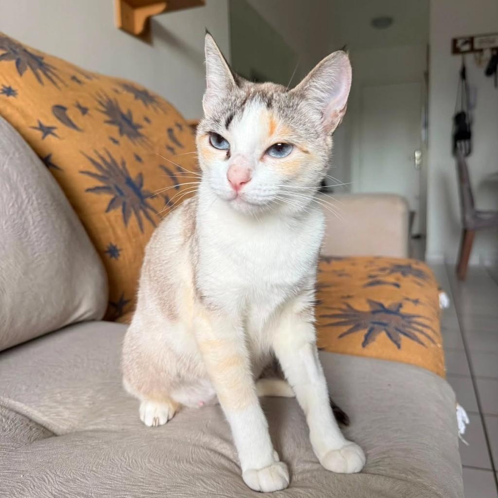 Cristal, gata de porte médio para adoção em Joinville - SC
