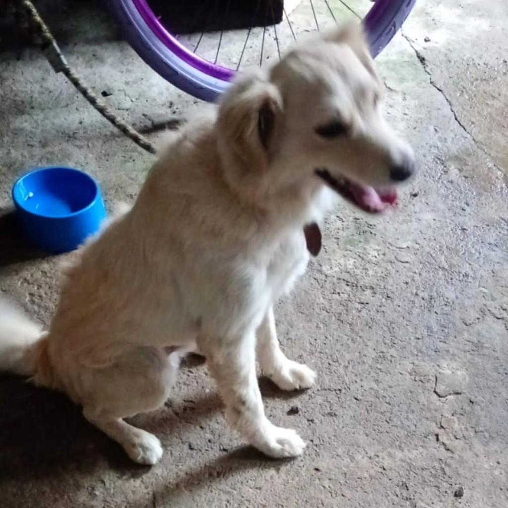 Bob, cachorro de porte médio para adoção em Joinville - SC