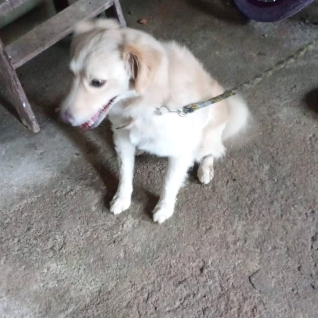 Bob, cachorro de porte médio para adoção em Joinville - SC — foto 2 de 2