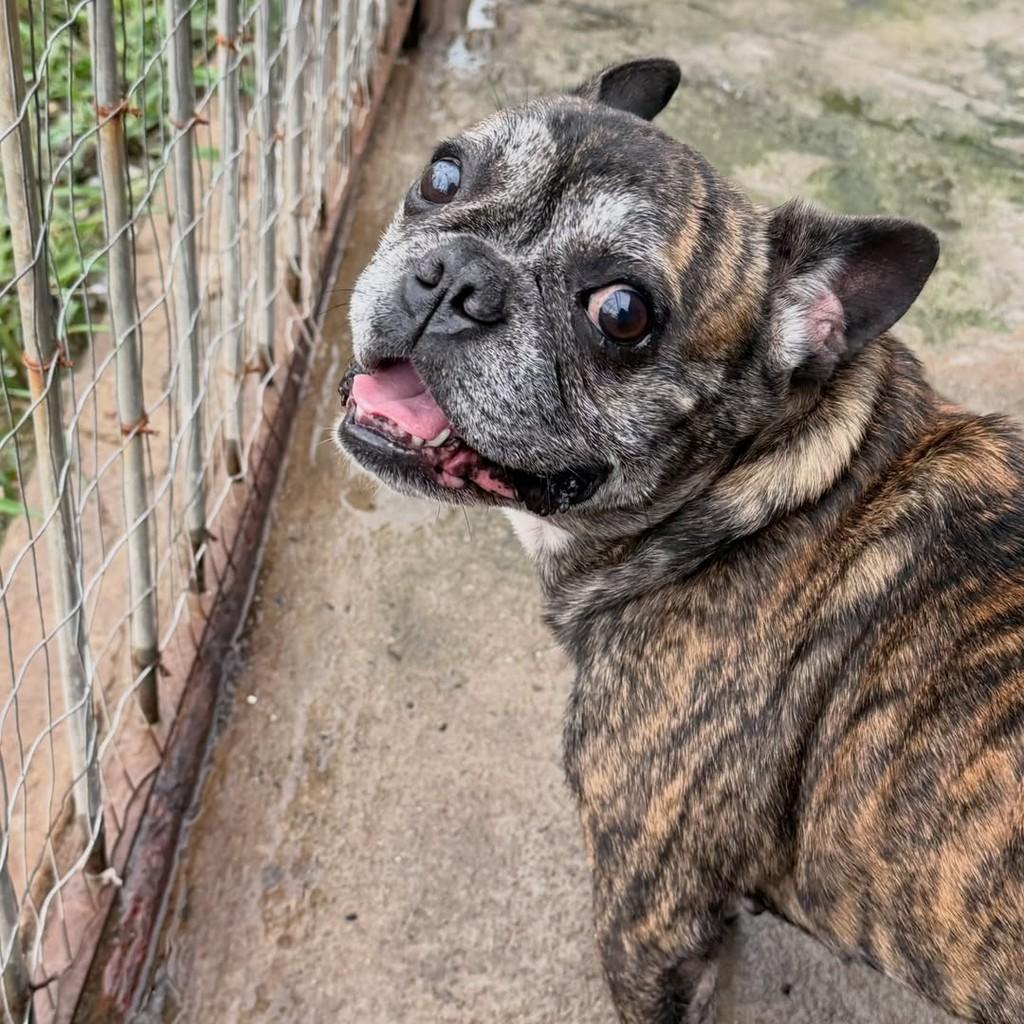 Otto, cachorro de porte pequeno para adoção em Joinville - SC
