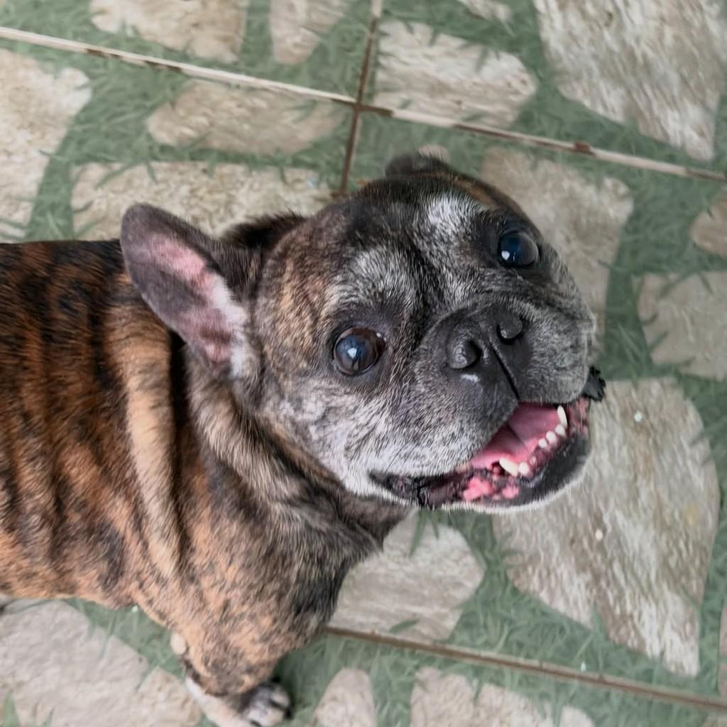 Otto, cachorro de porte pequeno para adoção em Joinville - SC — foto 2 de 5