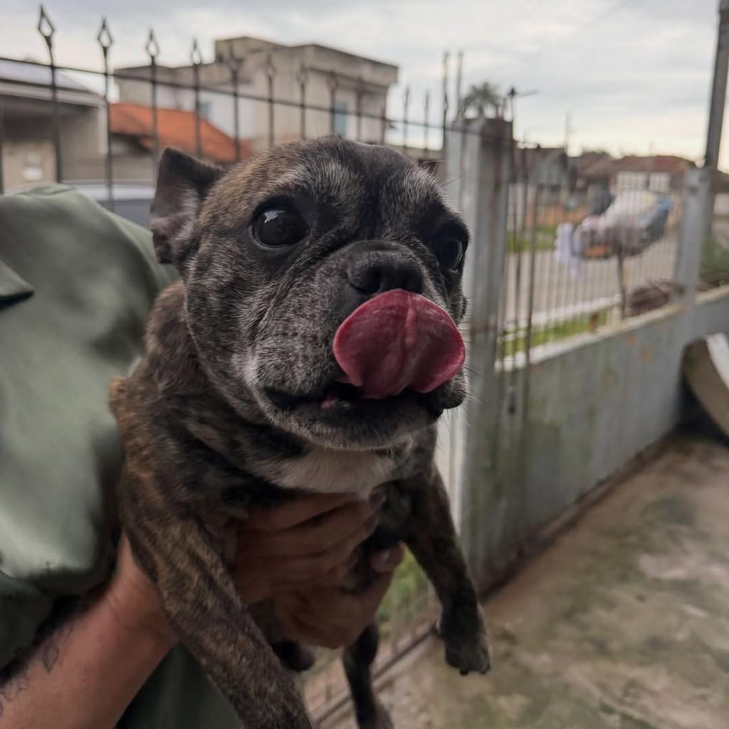 Otto, cachorro de porte pequeno para adoção em Joinville - SC — foto 3 de 5