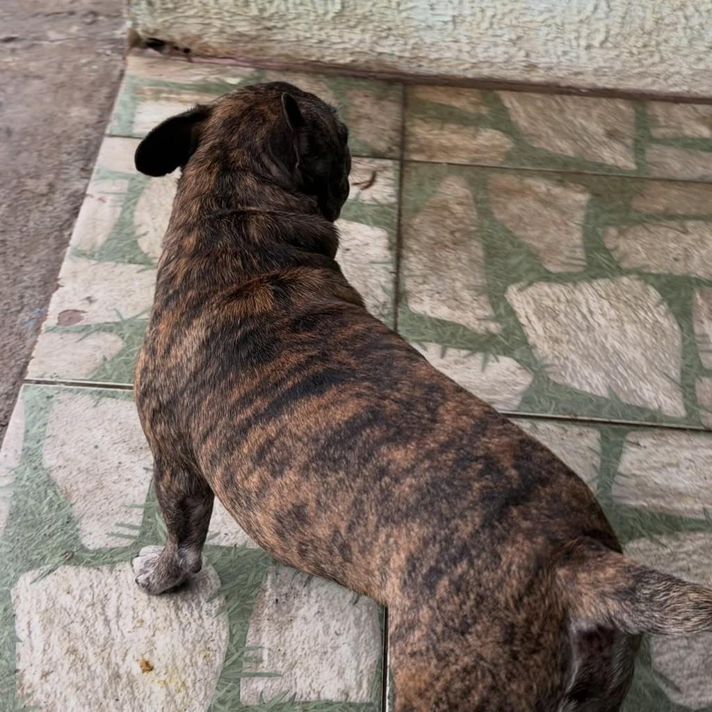 Otto, cachorro de porte pequeno para adoção em Joinville - SC — foto 4 de 5