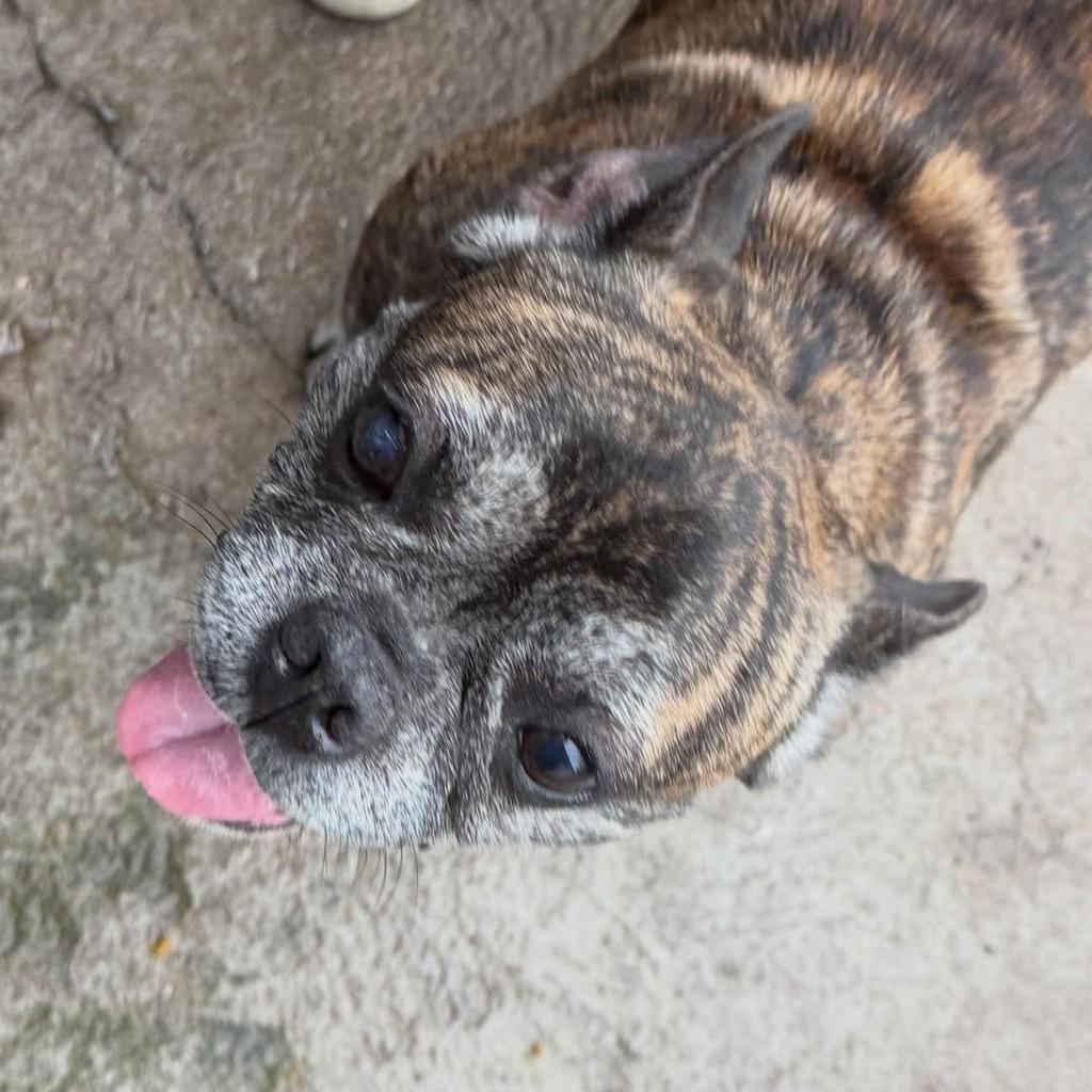 Otto, cachorro de porte pequeno para adoção em Joinville - SC — foto 5 de 5