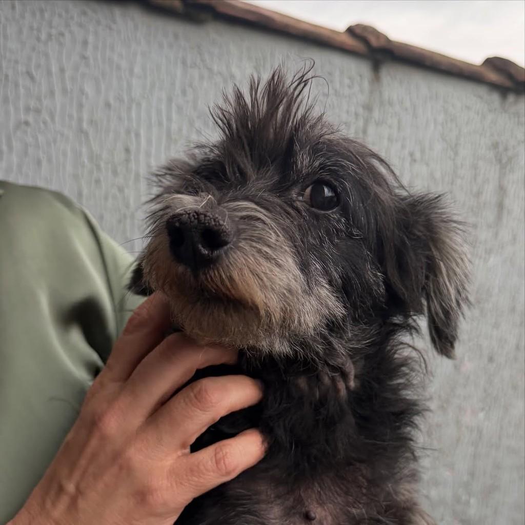 Bella, cadela de porte pequeno para adoção em Joinville - SC