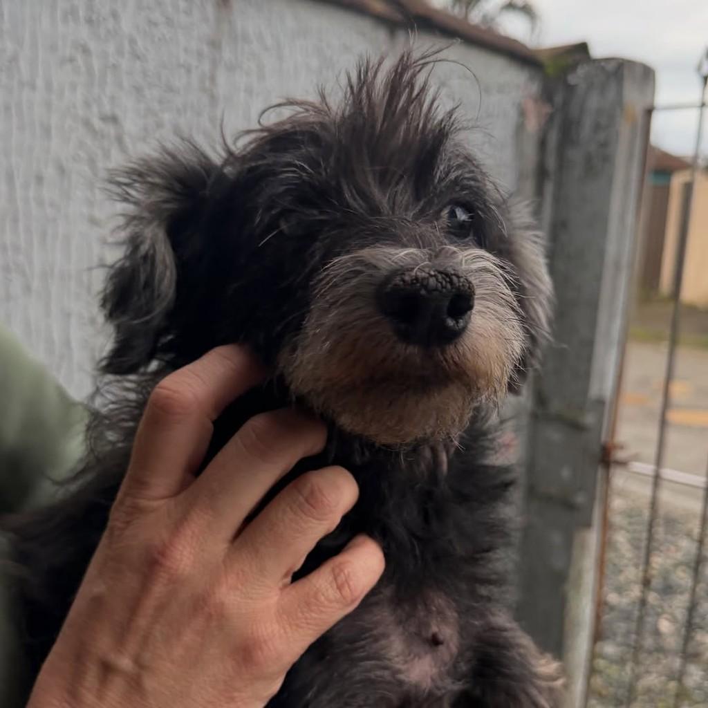 Bella, cadela de porte pequeno para adoção em Joinville - SC — foto 2 de 4