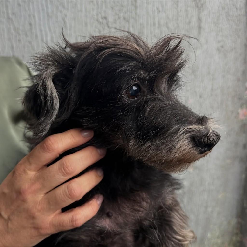 Bella, cadela de porte pequeno para adoção em Joinville - SC — foto 3 de 4