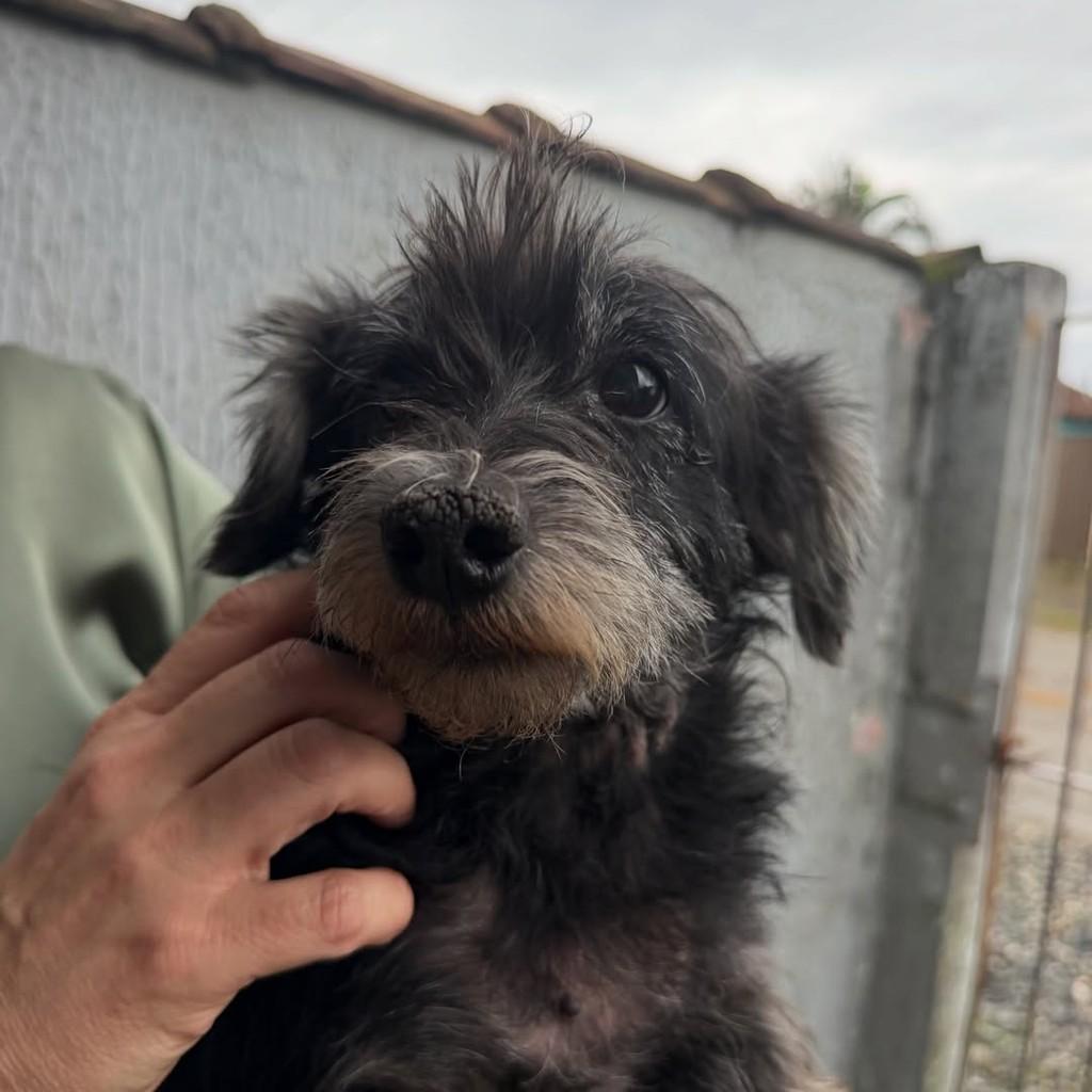 Bella, cadela de porte pequeno para adoção em Joinville - SC — foto 4 de 4