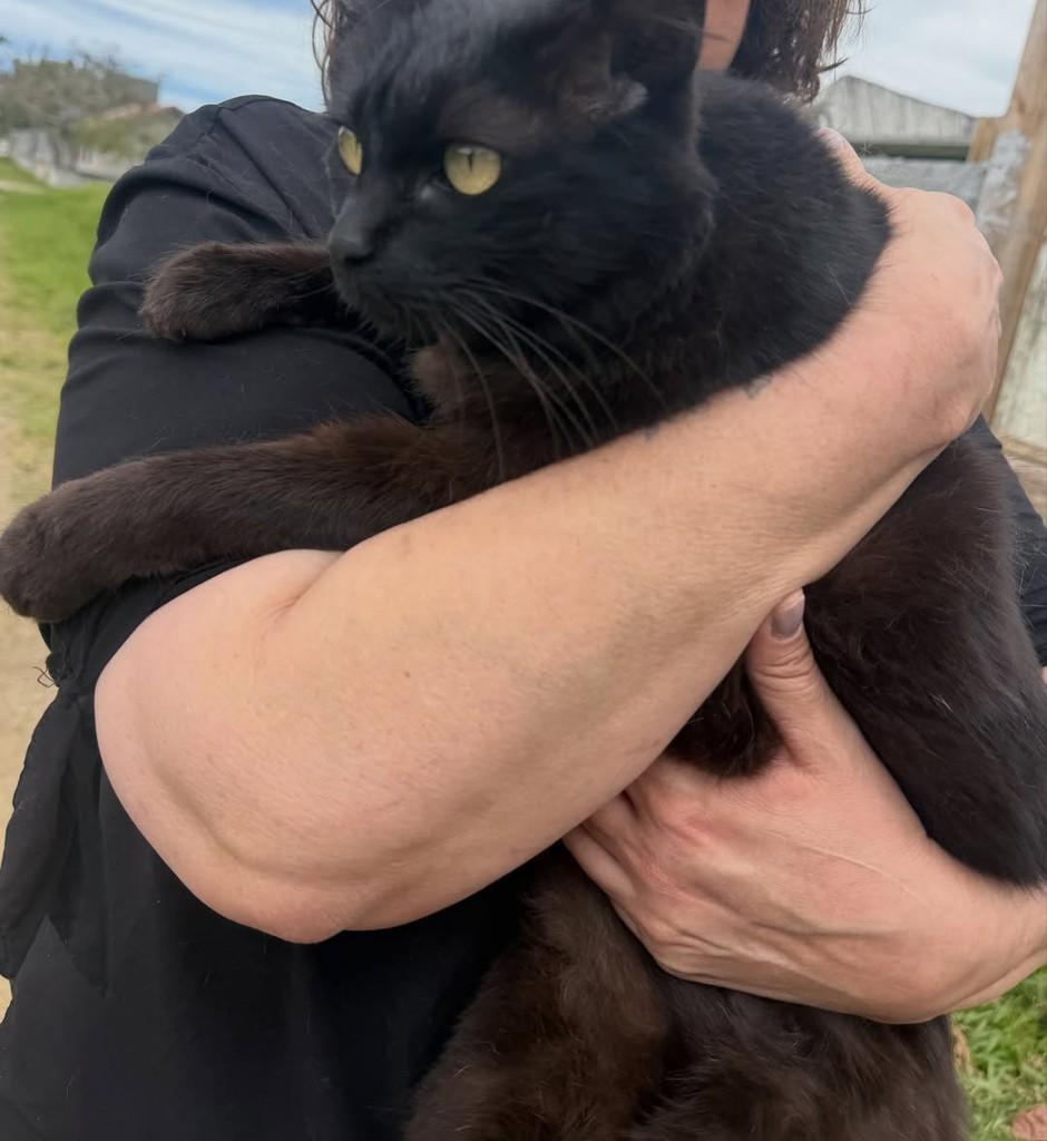 Ningning, gata de porte médio para adoção em Joinville - SC