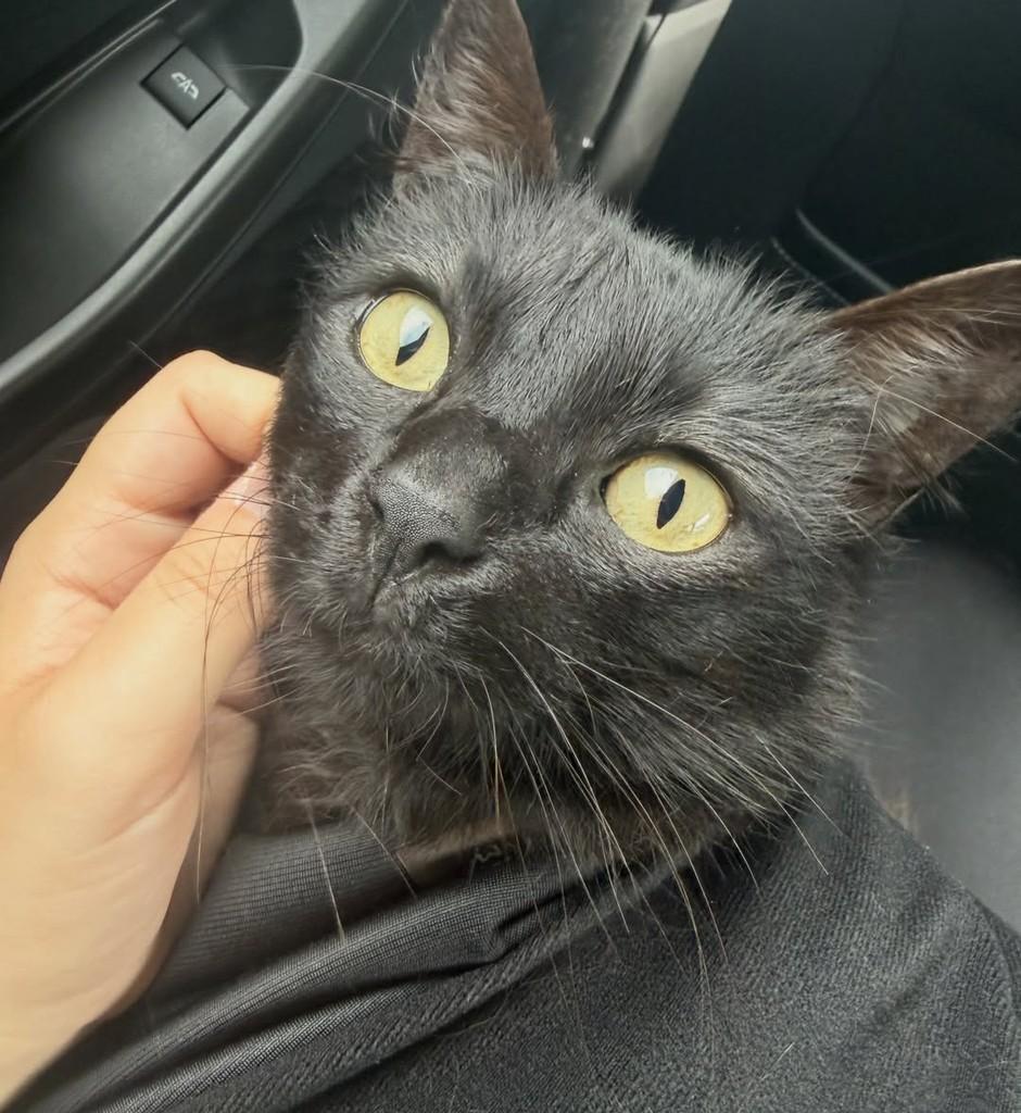 Ningning, gata de porte médio para adoção em Joinville - SC — foto 2 de 4