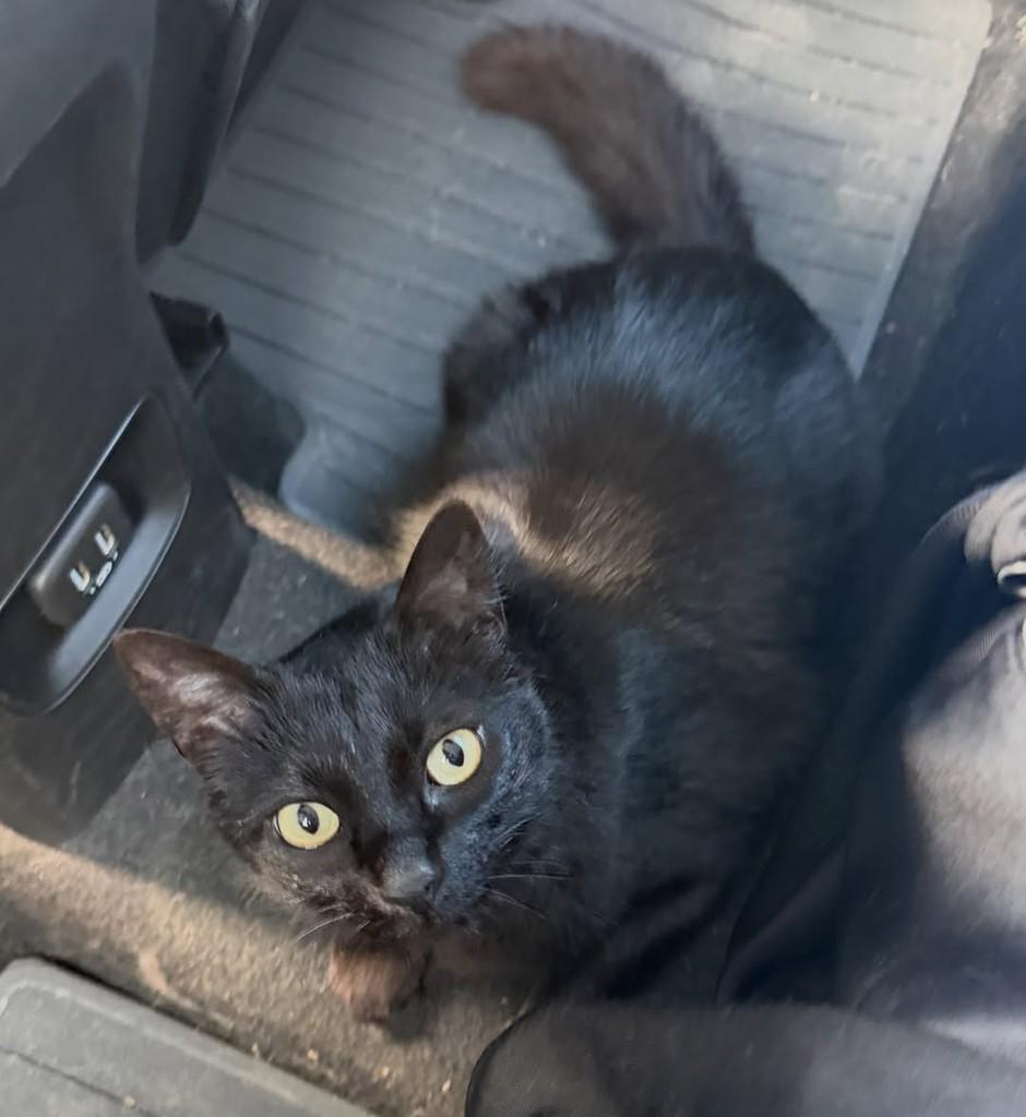Ningning, gata de porte médio para adoção em Joinville - SC — foto 3 de 4