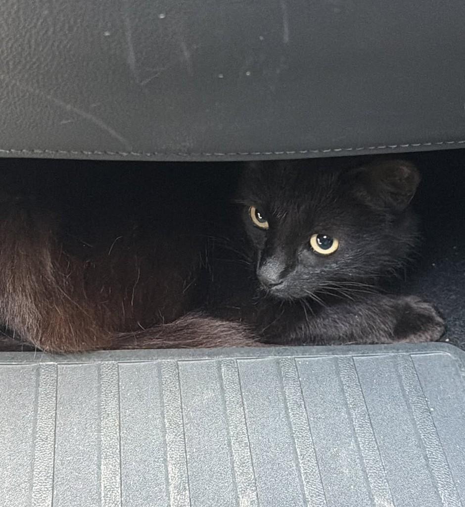 Ningning, gata de porte médio para adoção em Joinville - SC — foto 4 de 4
