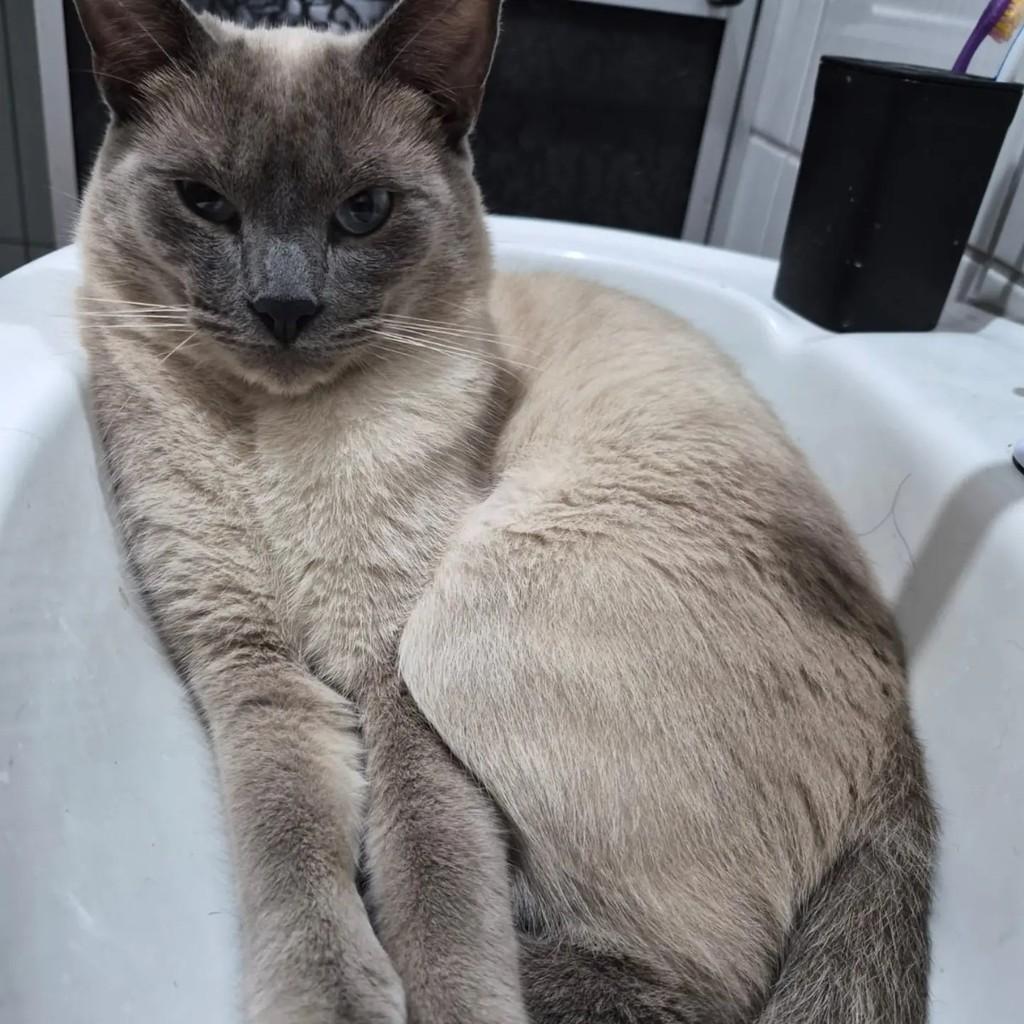 Simba, gato de porte médio para adoção em Joinville - SC