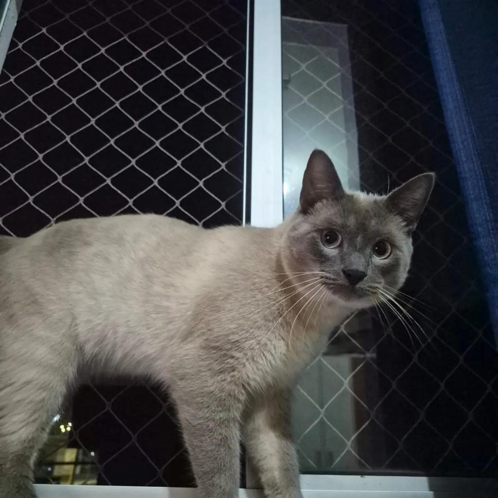 Simba, gato de porte médio para adoção em Joinville - SC — foto 2 de 9