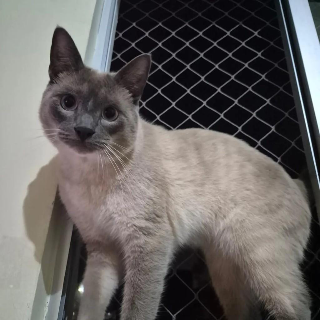 Simba, gato de porte médio para adoção em Joinville - SC — foto 3 de 9