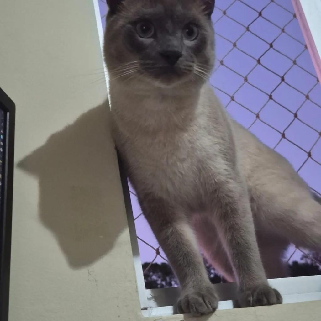 Simba, gato de porte médio para adoção em Joinville - SC — foto 4 de 9