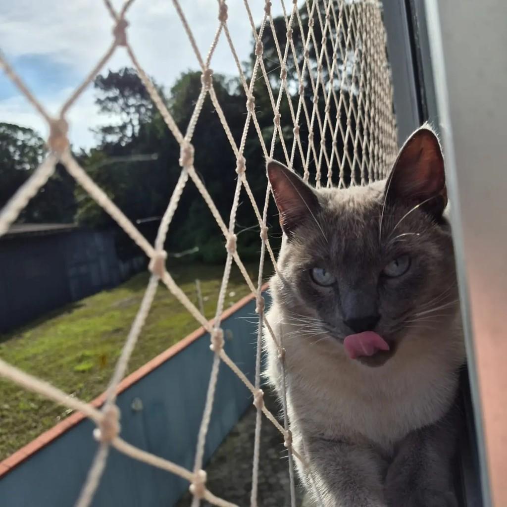Simba, gato de porte médio para adoção em Joinville - SC — foto 5 de 9