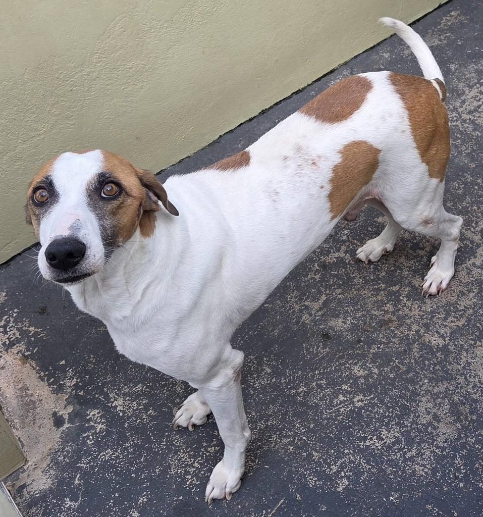 Pudim, cachorro de porte grande para adoção em Mococa - SP