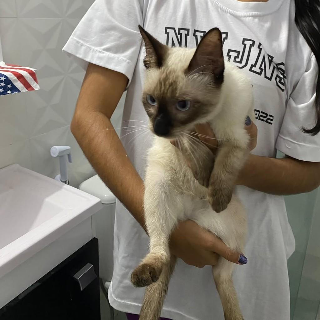 GatinhaLinda, gata de porte pequeno para adoção em Aracaju - SE