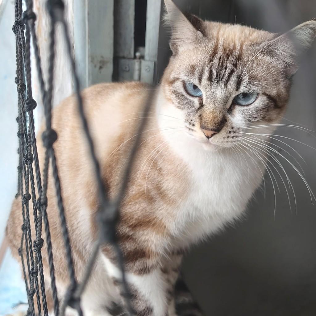 Mãezinha, gata de porte pequeno para adoção em Aracaju - SE