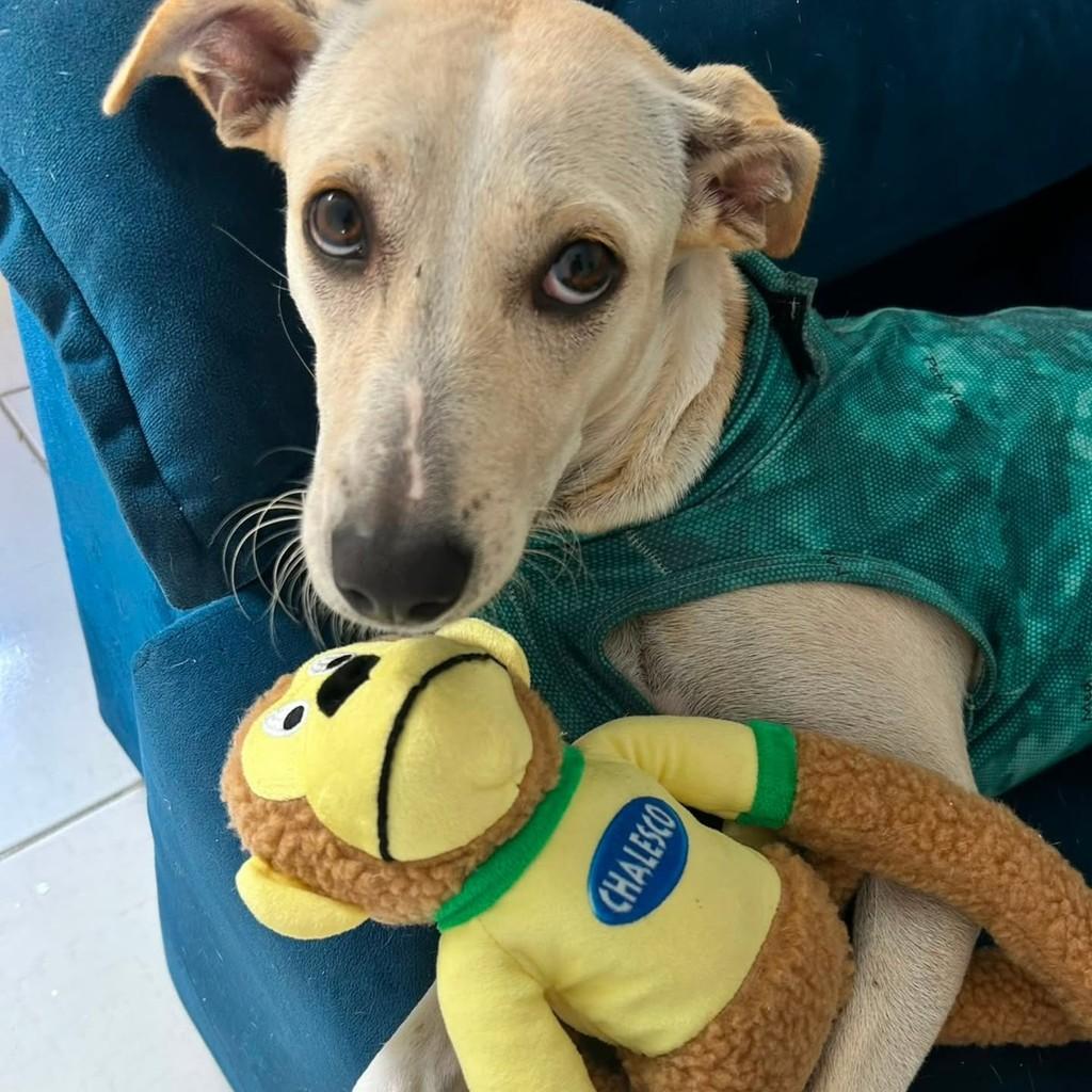 Nina, cadela de porte pequeno para adoção em Aracaju - SE