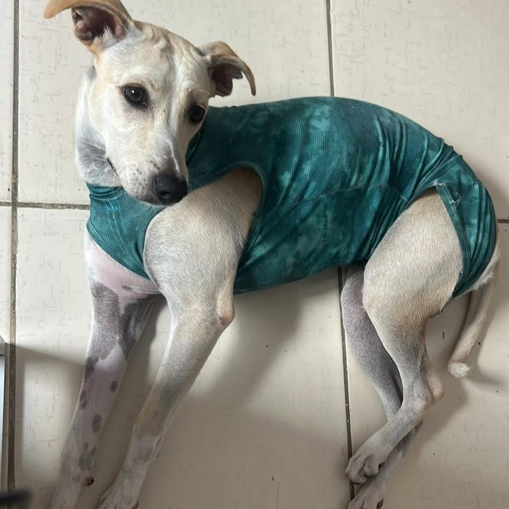Nina, cadela de porte pequeno para adoção em Aracaju - SE — foto 2 de 3