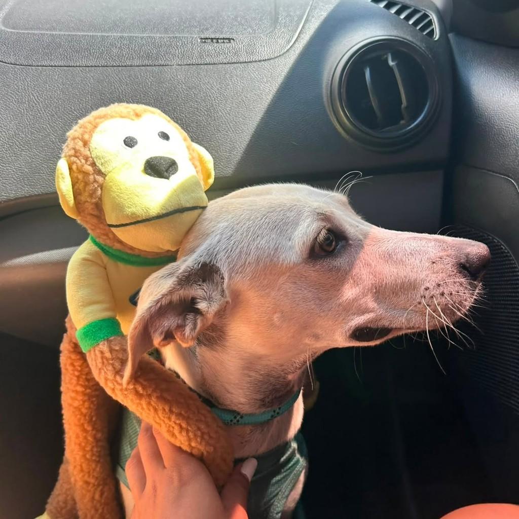Nina, cadela de porte pequeno para adoção em Aracaju - SE — foto 3 de 3