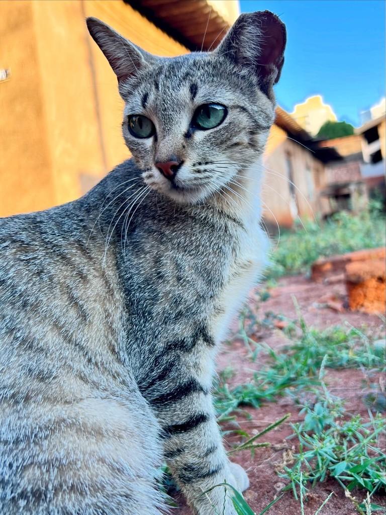 Irmãs Rajadas, gato de porte pequeno para adoção em Campo Grande - MS