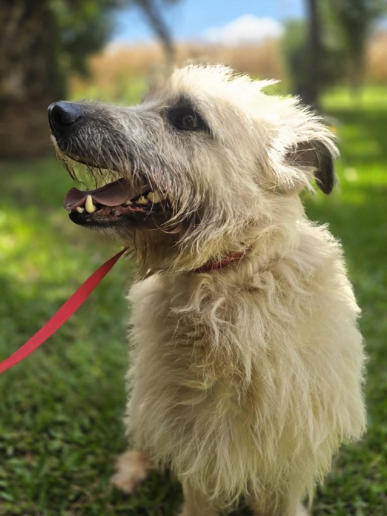 Barão, cachorro de porte médio para adoção em Marau - RS