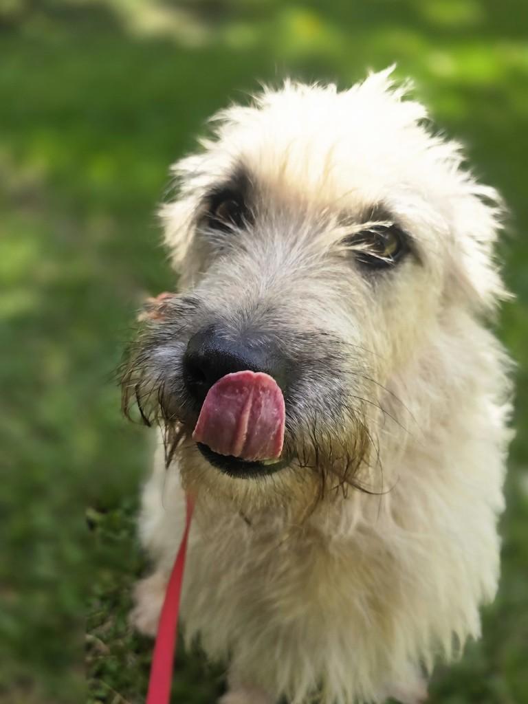 Barão, cachorro de porte médio para adoção em Marau - RS — foto 5 de 5