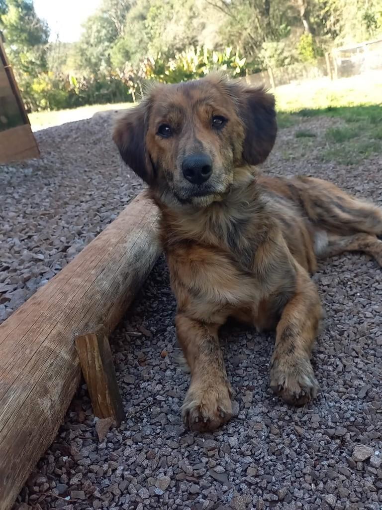 Tobi, cachorro de porte médio para adoção em Marau - RS