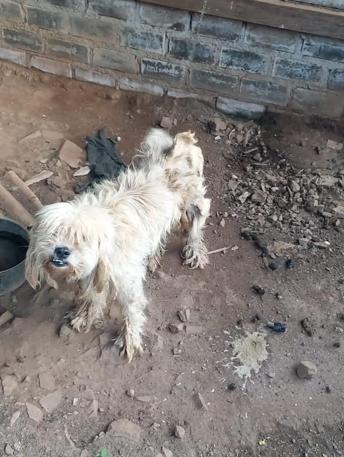 Vitinho, cachorro de porte médio para adoção em Marau - RS