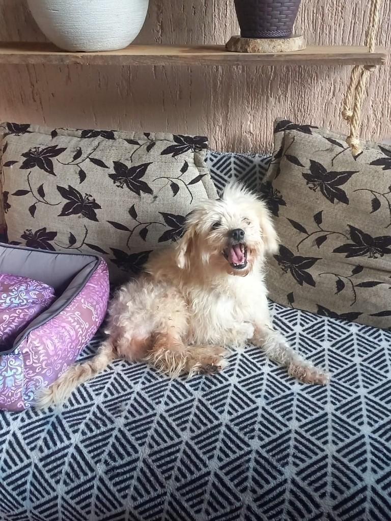 Vitinho, cachorro de porte médio para adoção em Marau - RS — foto 2 de 3