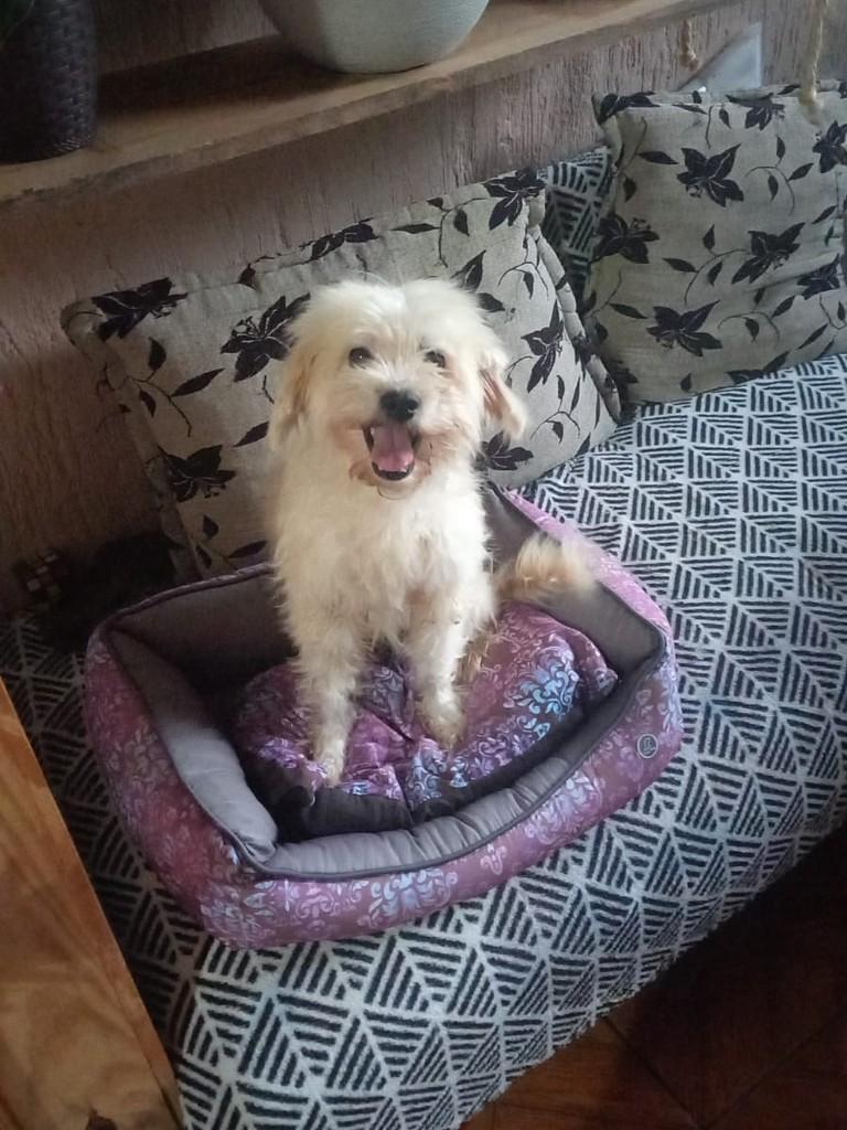 Vitinho, cachorro de porte médio para adoção em Marau - RS — foto 3 de 3
