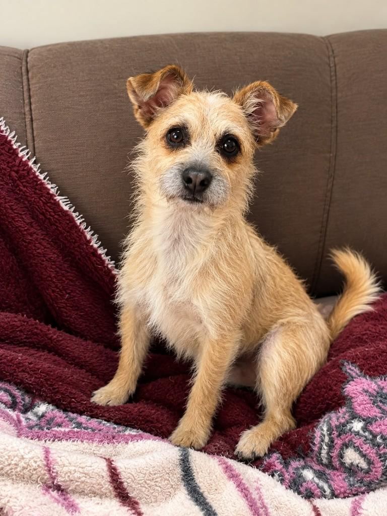 Fiona, cadela de porte pequeno para adoção em Marau - RS
